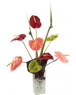 Anthurium Burst