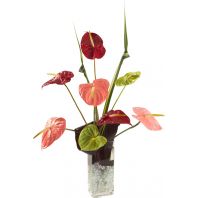 Anthurium Burst