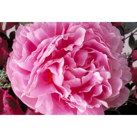 Experience the Healing Power of peony oil essential 